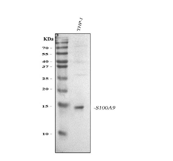 S100A9 Antibody