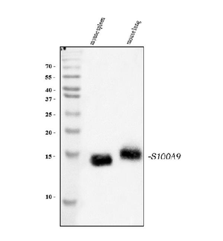 S100A9 Antibody