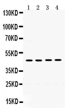 Thrombin Receptor/F2R Rabbit Polyclonal Antibody