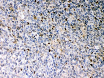 PU.1/Spi1/PU Rabbit Polyclonal Antibody