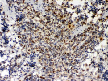 PU.1/Spi1/PU Rabbit Polyclonal Antibody