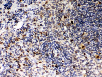 PU.1/Spi1/PU Rabbit Polyclonal Antibody