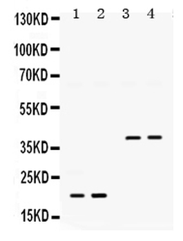 BMP2 Rabbit Polyclonal Antibody