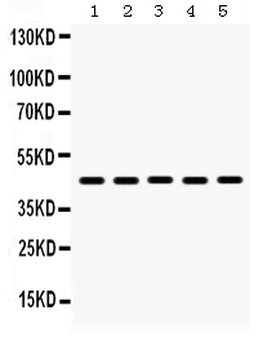 BMP4 Rabbit Polyclonal Antibody