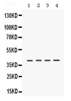 Caseine Kinase 1 alpha/CSNK1A1 Rabbit Polyclonal Antibody