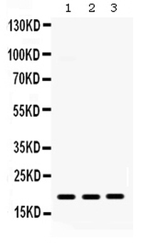 MIG/CXCL9 Rabbit Polyclonal Antibody