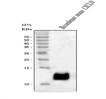 IP10/CXCL10 Antibody
