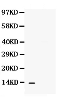BCA1/CXCL13 Rabbit Polyclonal Antibody