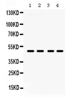 PAR2/F2RL1 Rabbit Polyclonal Antibody
