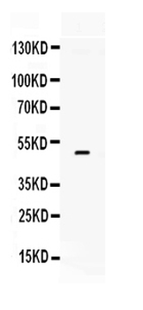 Tissue Factor/F3 Antibody