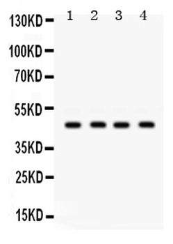 GJC2 Rabbit Polyclonal Antibody