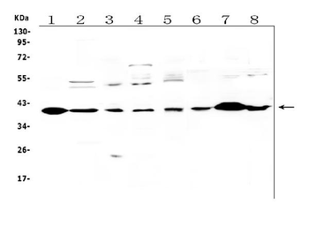 IGFBP3 Rabbit Polyclonal Antibody