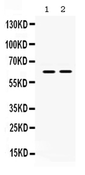 LOXL1 Rabbit Polyclonal Antibody