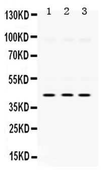 SAPK4/MAPK13 Rabbit Polyclonal Antibody