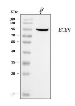 MCM8 Rabbit Polyclonal Antibody