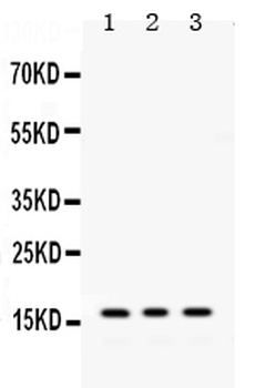 Microsomal Glutathione S-transferase 1/MGST1 Rabbit Polyclonal Antibody