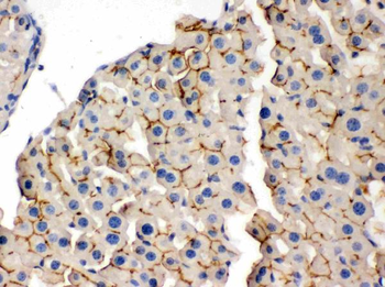 OPA1 Rabbit Polyclonal Antibody