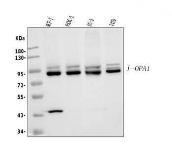 OPA1 Rabbit Polyclonal Antibody