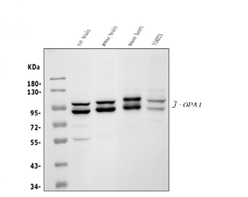 OPA1 Rabbit Polyclonal Antibody