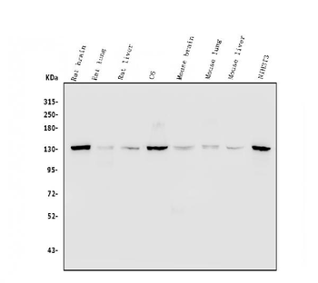Myosin Phosphatase/PPP1R12A Rabbit Polyclonal Antibody