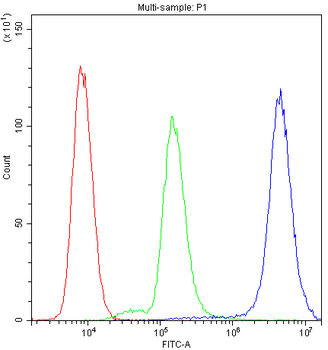 Myosin Phosphatase/PPP1R12A Rabbit Polyclonal Antibody