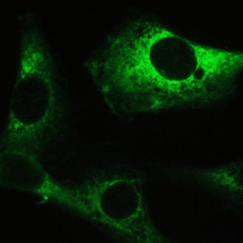 Myosin Phosphatase/PPP1R12A Rabbit Polyclonal Antibody