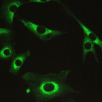 Myosin Phosphatase/PPP1R12A Rabbit Polyclonal Antibody