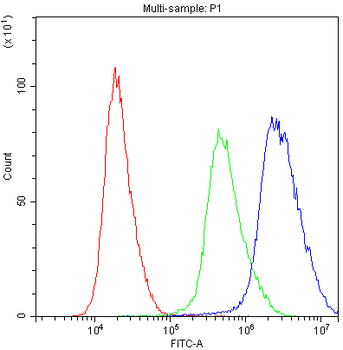 PTP4A2 Rabbit Polyclonal Antibody