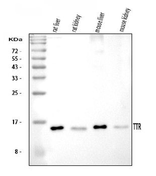 Prealbumin/TTR Rabbit Polyclonal Antibody