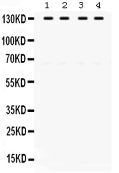 TRIF/TICAM1 Antibody
