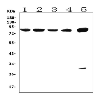SMURF 2/SMURF2 Rabbit Polyclonal Antibody