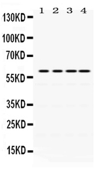 Cdc25C Rabbit Polyclonal Antibody