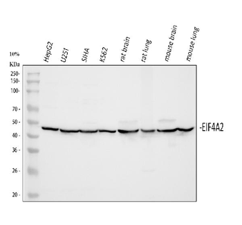 eIF4A2 Rabbit Polyclonal Antibody