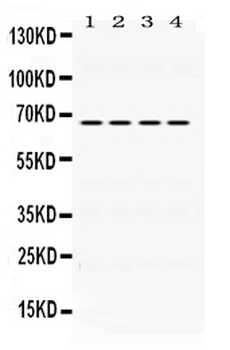 NUR77/NR4A1 Rabbit Polyclonal Antibody