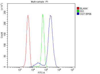 OGT/O-Linked N-Acetylglucosamine Transferase Rabbit Polyclonal Antibody