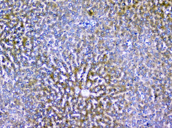 ALIX/PDCD6IP Rabbit Polyclonal Antibody
