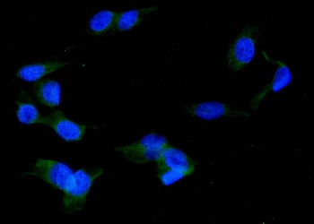 ERp57/PDIA3 Antibody