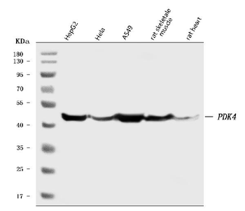 PDK4 Rabbit Polyclonal Antibody