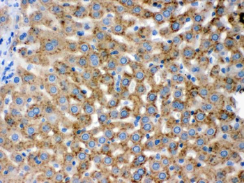 PGRMC1 Rabbit Polyclonal Antibody