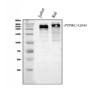 CD45/PTPRC Antibody