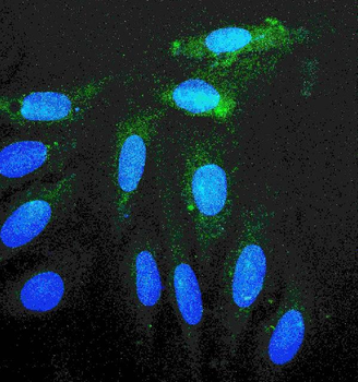Rab11A Rabbit Polyclonal Antibody