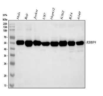 RbAp48/RBBP4 Antibody