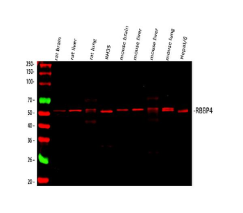 RbAp48/RBBP4 Antibody