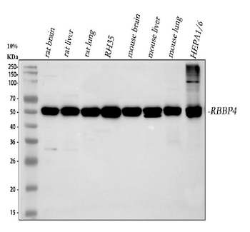 RbAp48/RBBP4 Antibody