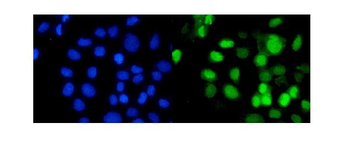 RbAp48/RBBP4 Antibody