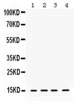 ROC1/RBX1 Rabbit Polyclonal Antibody