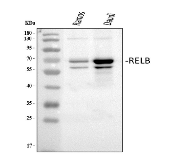 Rel B/RELB Rabbit Polyclonal Antibody