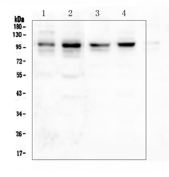 PSD95/DLG4 Rabbit Polyclonal Antibody