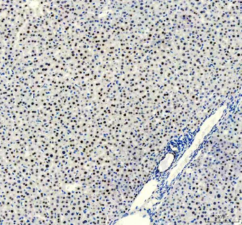 FOXA3 Rabbit Polyclonal Antibody