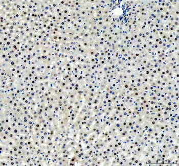 FOXA3 Rabbit Polyclonal Antibody